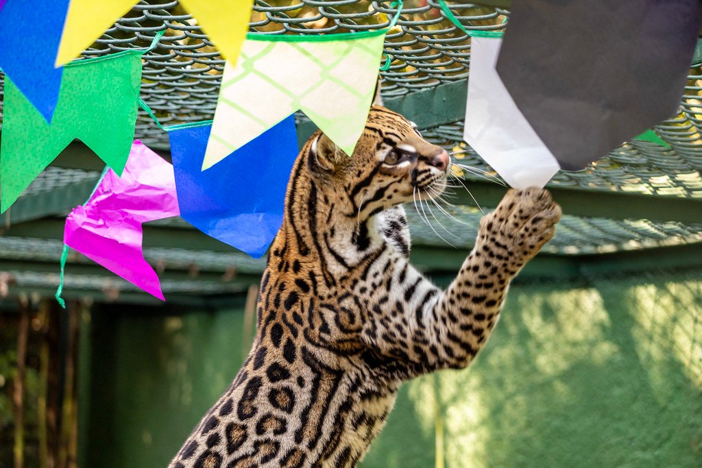 zoologico-festa-junina-dicas-de-sampa