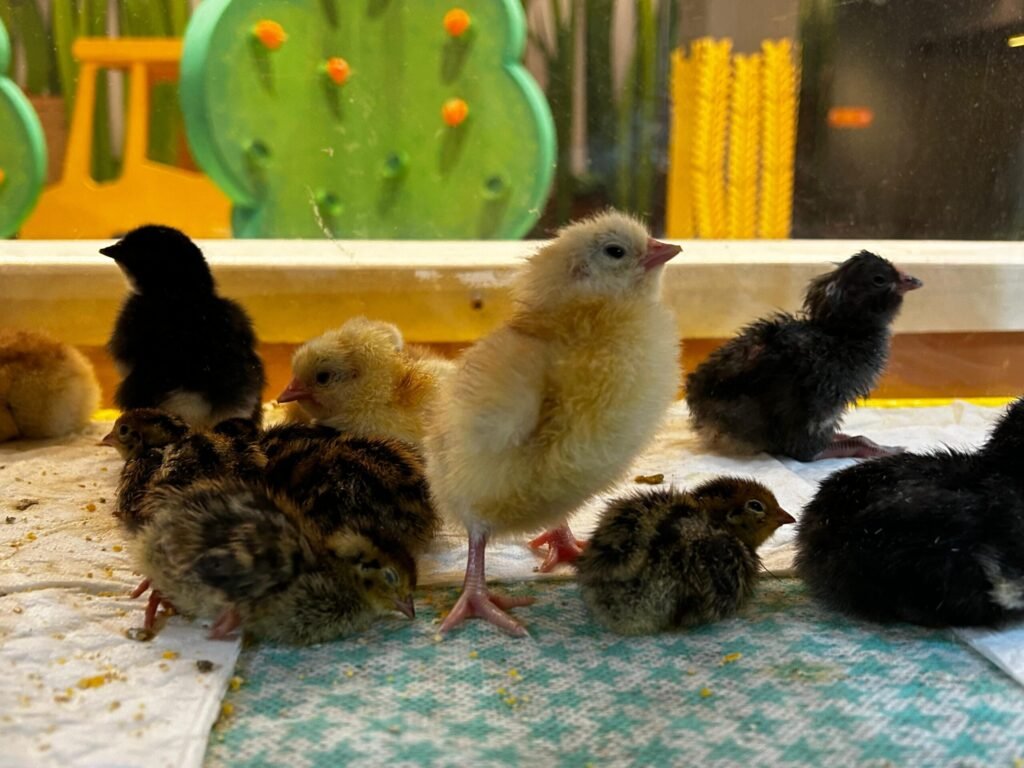 Pintinhos_Agriventura Museu da Imaginação (6)