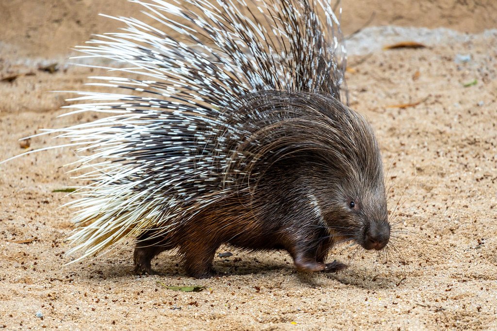 porco-espinho-zoológico-dicas-de-sampa