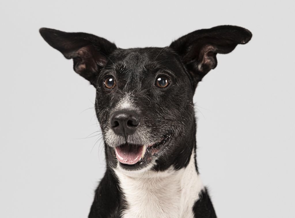 purebred-dog-being-cute-studio-dicas-de-sampa
